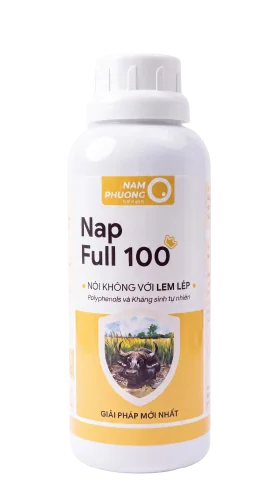 Nap Full 100