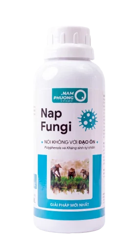 Nap Fungi