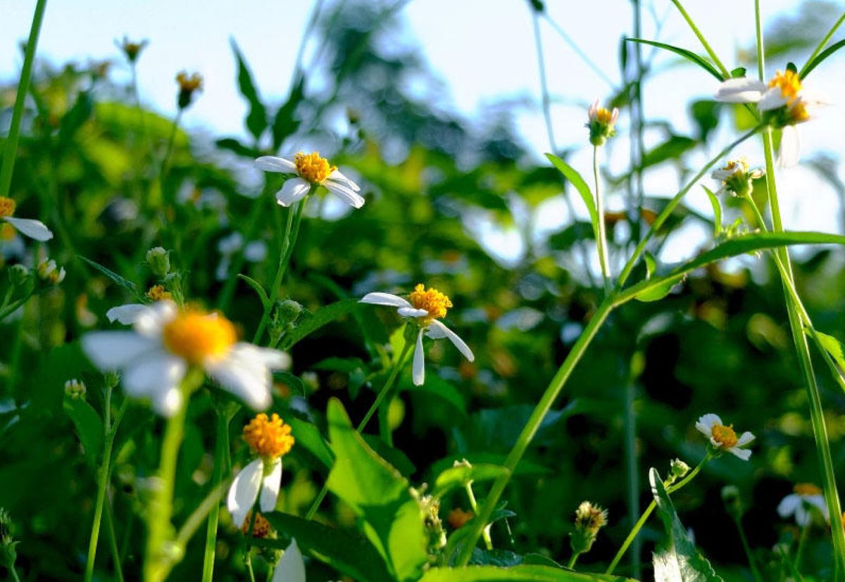 Bio-pesticides